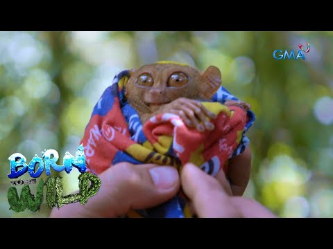 Preview image for the video "Born to be Wild: Tarsier, the world’s &quot;second smallest primate&quot;".
