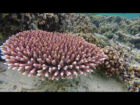 Preview image for the video "Snorkeling in Komodo Pink Beach and Kanawa".