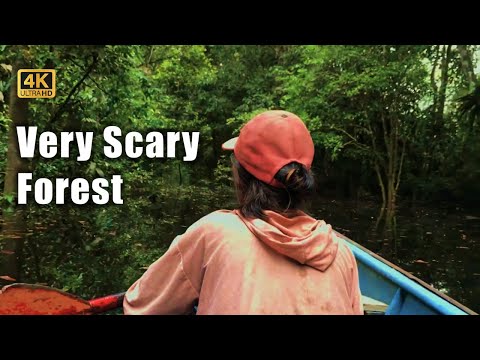 Preview image for the video "Uncover Kalimantan: Exploring Kapuas River &amp; Jungle Secrets".