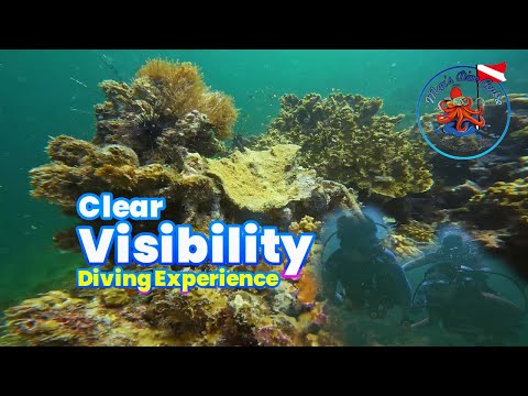 Preview image for the video "Diving Experience With Clear Visibility - Best Time To Dive".