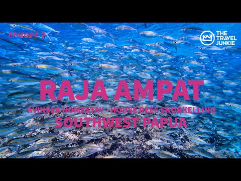 Preview image for the video "RAJA AMPAT SNORKELLING | AVINSEA HOMESTAY HOUSE REEF | GAM ISLAND, SOUTHWEST PAPUA | INDO TRIP [4K]".