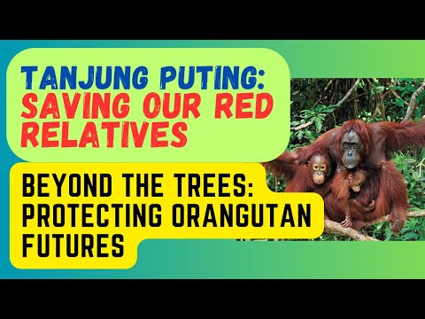 Preview image for the video "Guardians of the Canopy: Orangutan Conservation in Tanjung Puting National Park".