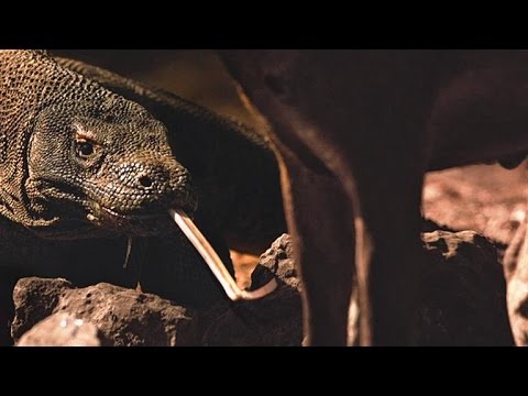 Preview image for the video "How Komodo dragons really kill prey".