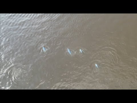 Preview image for the video "On a mission to save the last Mahakam River Dolphins".