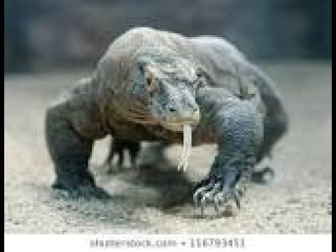 Preview image for the video "Science - Parthenogenesis in Komodo Dragons".