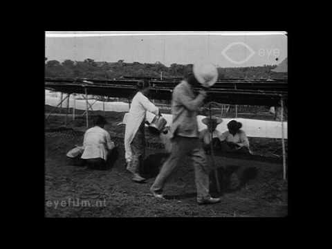 Preview image for the video "Tobacco cultivation on Sumatra's east coast".