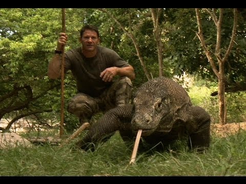 Preview image for the video "Largest Lizard on Earth | The Komodo Dragon | Deadly 60 | Indonesia | Series 3 | BBC".