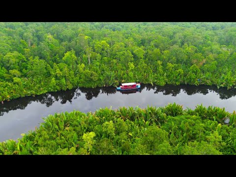 Preview image for the video "UNFORGETTABLE Jungle River Adventure in Tajung Puting , Borneo | Things to do in Indonesia 2025".