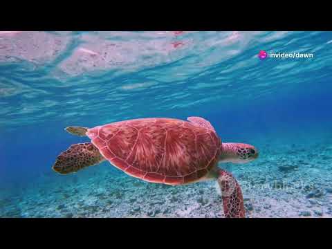 Preview image for the video "Discover the Marine Wonders of Indonesia: Raja Ampat, Wakatobi and Komodo".