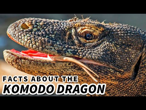 Preview image for the video "Komodo Dragon Facts: the LARGEST Living LIZARDS 🦎 Animal Fact Files".