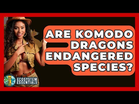 Preview image for the video "Are Komodo Dragons Endangered Species? - Ecosystem Essentials".