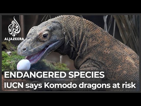 Preview image for the video "IUCN Red List: Bad news for sharks and Komodo dragon; tuna improving".