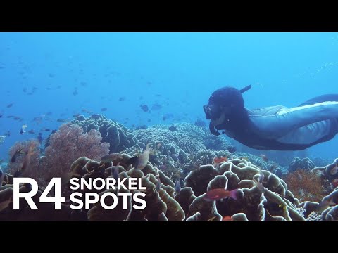 Preview image for the video "Raja Ampat Snorkeling: Top 14 Sites".