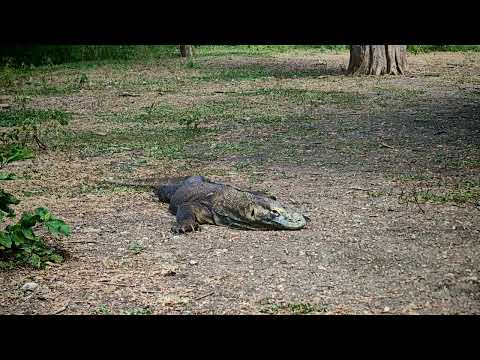 Preview image for the video "Komodo Dragon FAQ - Rinca Island".