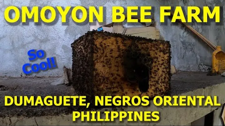 Preview image for the video "زيارة إلى مزرعة أومويون للنحل، دوماجويتي، نيجروس أورينتال الفلبين".