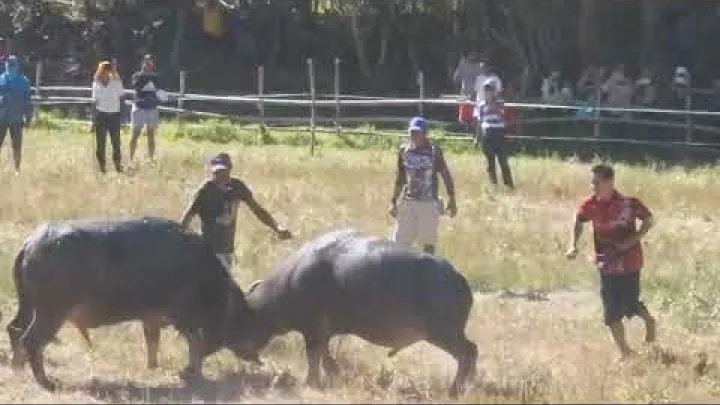 Preview image for the video "pasungay🐃🐃🐃🐃".