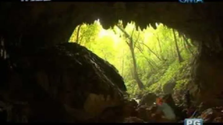 Preview image for the video "Born to be Wild: Jak netopýři vyvažují náš ekosystém".