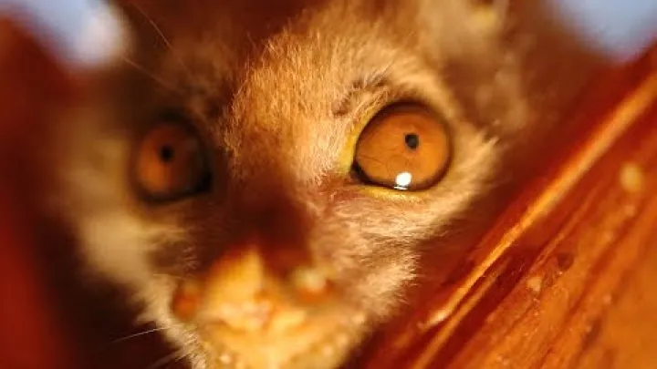 Preview image for the video "Seznamte se s netopýrem trubkonosým".