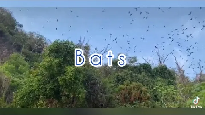 Preview image for the video "Ovocní netopýři na Palawanu 2021".