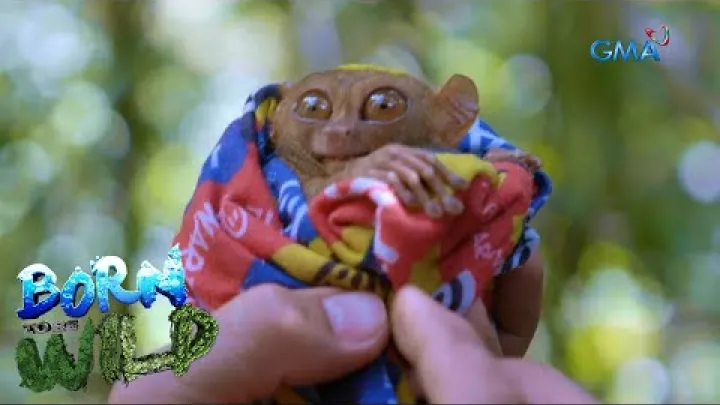 Preview image for the video "Nascido para ser selvagem: Tarsier, o &quot;segundo menor primata&quot; do mundo".