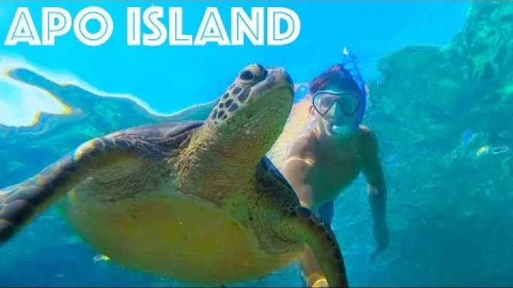 Preview image for the video "INSULA ȚESTOASELOR DE MARE! INSULA APO, FILIPINEZE".