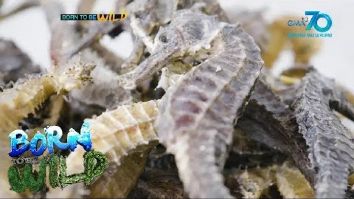 Preview image for the video "Născut pentru a fi sălbatic: comerțul cu căluți de mare în Filipine".
