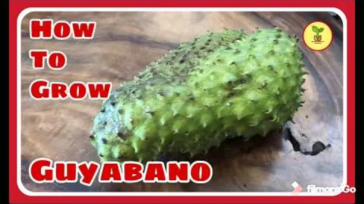 Preview image for the video "Paano Magtanim ng Guyabano (Soursop)".