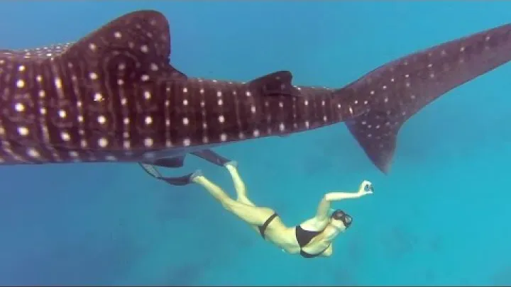 Preview image for the video "Premiile GoPro: Ocean Ramsey și un rechin balenă".