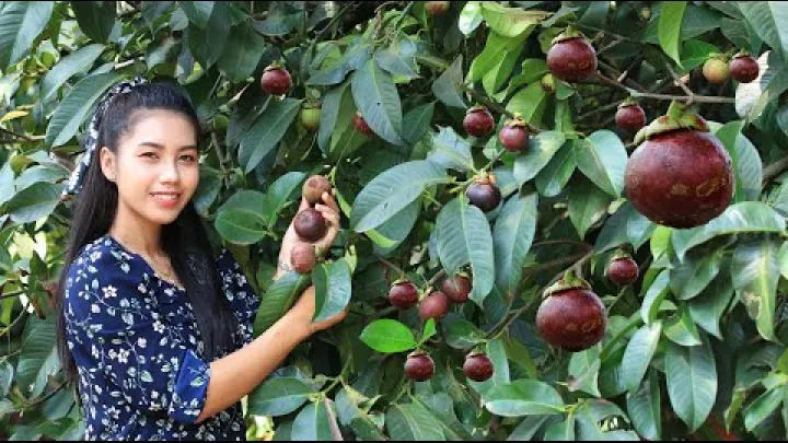 Preview image for the video "Récolte du mangoustan dans mon pays d'origine".