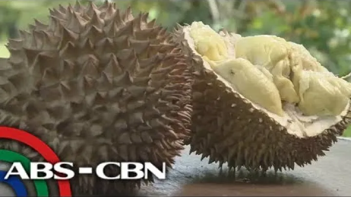Preview image for the video "Salamat Dok : Durian | Okay Eco".