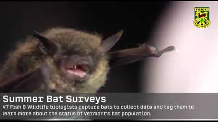 Preview image for the video "Netopýři - přírodní ochrana proti škůdcům".