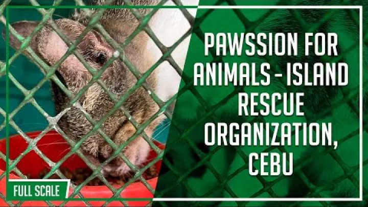 Preview image for the video "પ્રાણીઓ માટે ફુલ સ્કેલનું PAWssion - આઇલેન્ડ રેસ્ક્યુ ઓર્ગેનાઇઝેશન સેબુ, ફિલિપાઇન્સ".