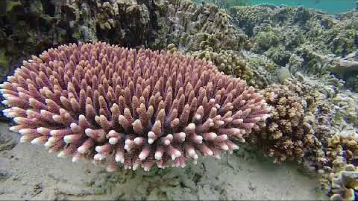 Preview image for the video "Snorkeling a Komodo Pink Beach e Kanawa".