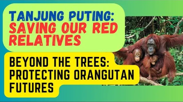 Preview image for the video "Kronens voktere: Bevaring av orangutanger i Tanjung Puting nasjonalpark".