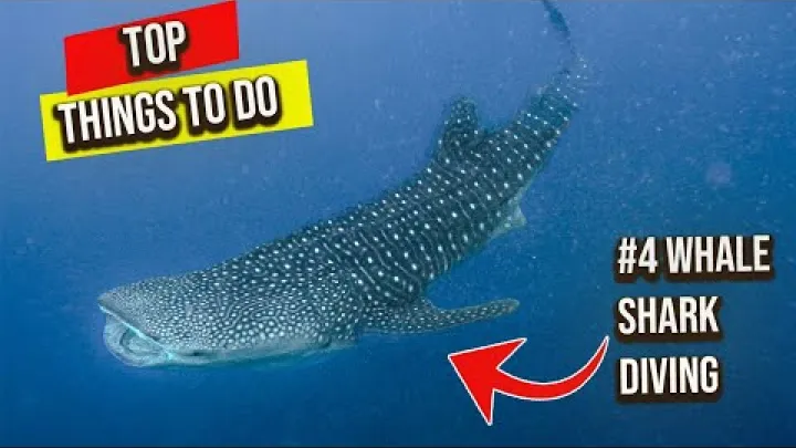 Preview image for the video "Guia de viagem Koh Tao (2024): O que fazer onde ficar e como chegar".