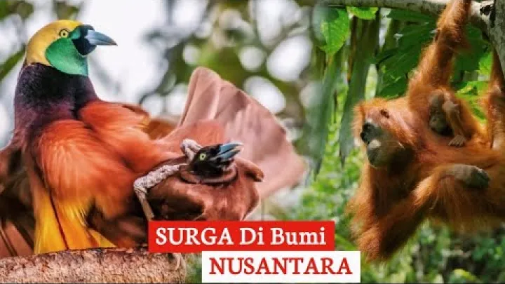 Preview image for the video "Tingnan ang Kayamanan ng Kalikasan ng Indonesia: Kamangha-mangha at Natatanging Flora at Fauna".