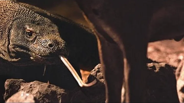 Preview image for the video "ਕੋਮੋਡੋ ਡਰੈਗਨ ਅਸਲ ਵਿੱਚ ਸ਼ਿਕਾਰ ਨੂੰ ਕਿਵੇਂ ਮਾਰਦੇ ਹਨ".