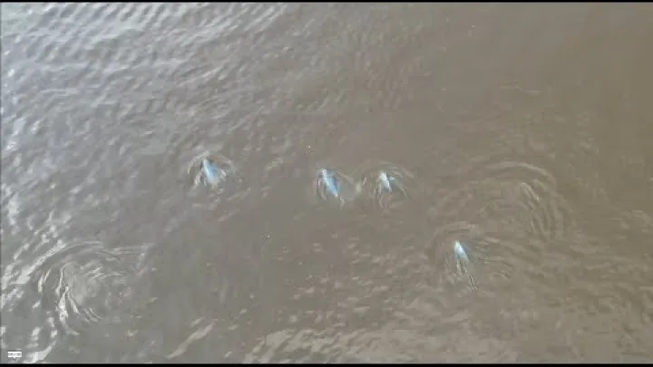 Preview image for the video "På et oppdrag for å redde de siste Mahakam-elvedelfinene".