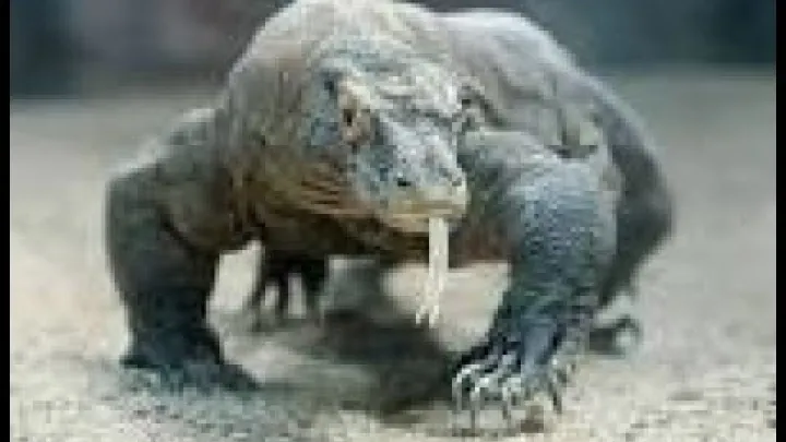 Preview image for the video "ਵਿਗਿਆਨ - ਕੋਮੋਡੋ ਡਰੈਗਨ ਵਿੱਚ ਪਾਰਥੇਨੋਜਿਨੇਸਿਸ".