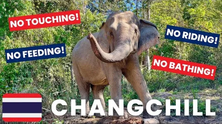 Preview image for the video "گردشگری اخلاقی فیل در تایلند: داخل پناهگاه ChangChill".
