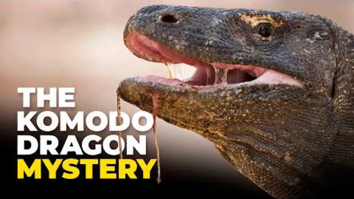 Preview image for the video "ਉਹ ਚੋਟੀ ਦਾ ਸ਼ਿਕਾਰੀ ਜਿਸ ਨੂੰ ਅਸੀਂ ਅਜੇ ਤੱਕ ਸਮਝਿਆ ਨਹੀਂ".