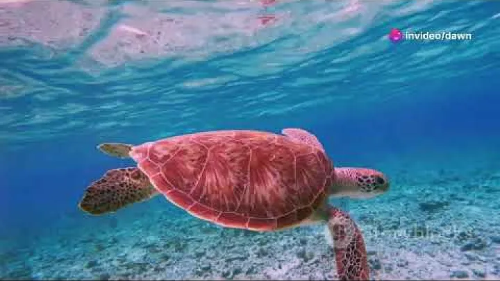 Preview image for the video "インドネシアの海の驚異を発見する ラジャアンパット ワカトビ コモド".