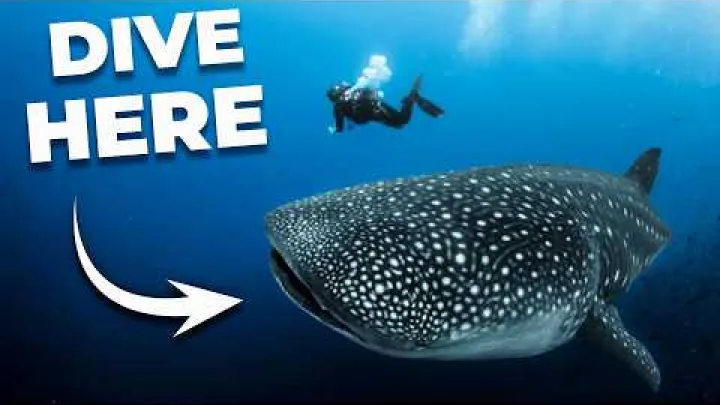 Preview image for the video "The ULTIMATE Guide to Scuba Diving in THAILAND!".