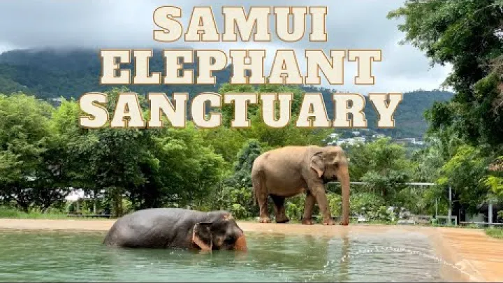 Preview image for the video "Samui Elephant Sanctuary - Tailandas E16".