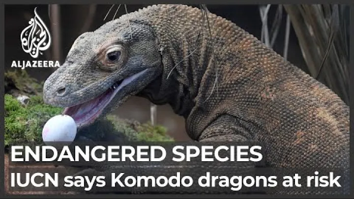 Preview image for the video "IUCN ਲਾਲ ਸੂਚੀ: ਸ਼ਾਰਕਾਂ ਅਤੇ ਕੋਮੋਡੋ ਡ੍ਰੈਗਨ ਲਈ ਖਰਾਬ ਖਬਰਾਂ; ਟੂਨਾ ਵਿੱਚ ਸੁਧਾਰ".