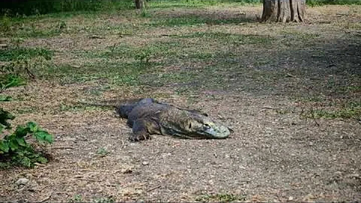 Preview image for the video "ਕੋਮੋਡੋ ਡਰੈਗਨ FAQ - ਰਿੰਕਾ ਟਾਪੂ".