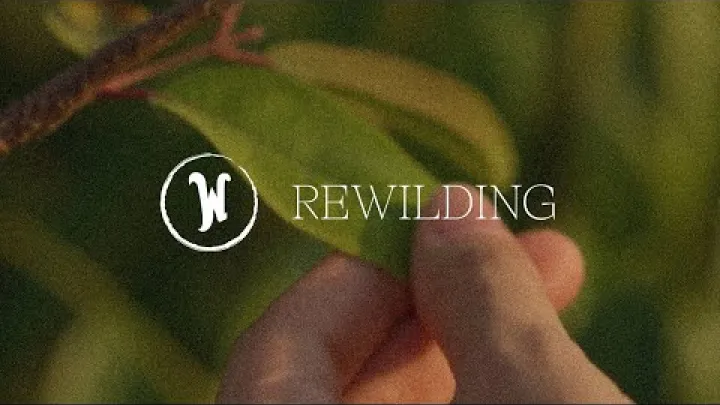 Preview image for the video "ਰੀਵਾਇਲਡਿੰਗ | Wonderfruit".