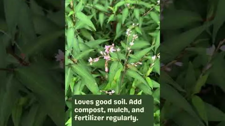 Preview image for the video "Growing Vietnamese Mint: A Fresh Guide for Flavorful Results!".