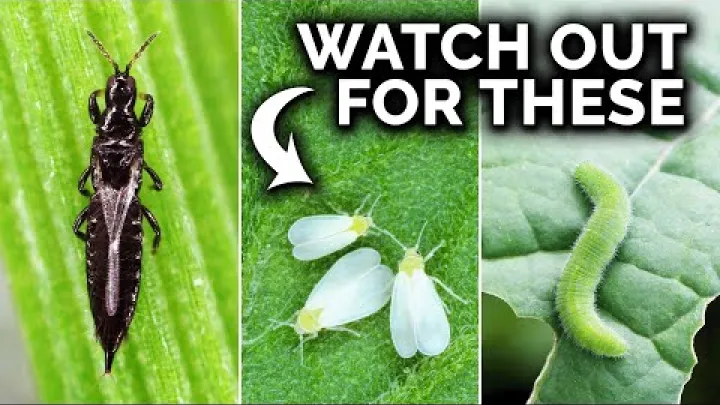 Preview image for the video "7 Pests You Probably Have In Your Garden (And What To Do)".