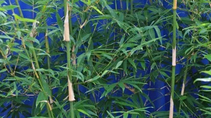 Preview image for the video "Clumping bamboo its uses growing tips care and pruning".